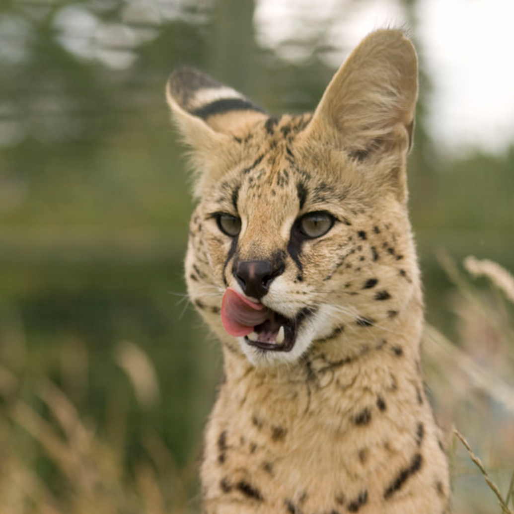New logic puzzle posted! Tiger Bait 7